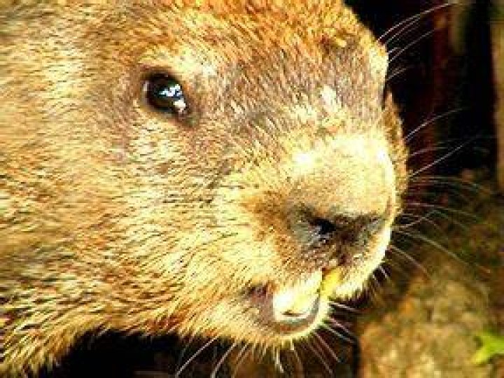 Do groundhogs carry rabies?