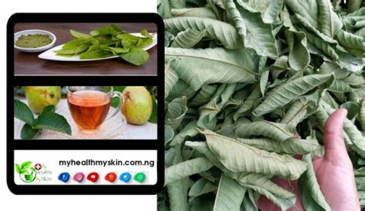 Do guava leaves increase fertility?