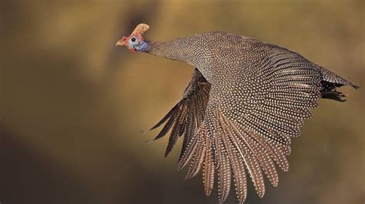 Do guinea fowls fly?