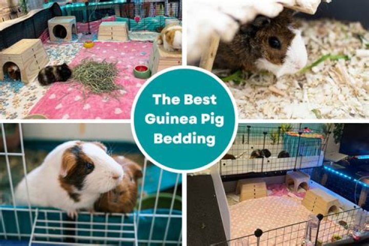 Do guinea pig eat bedding?