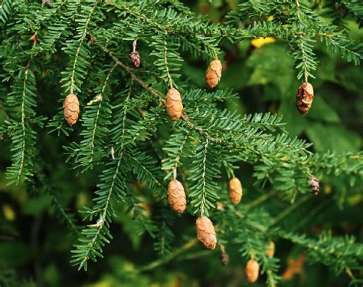 Do hemlocks like acidic soil?