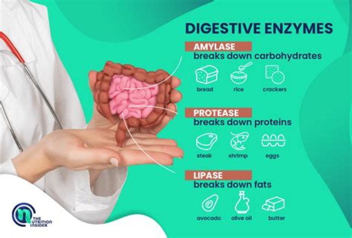 Do hepatocytes produce digestive enzymes?