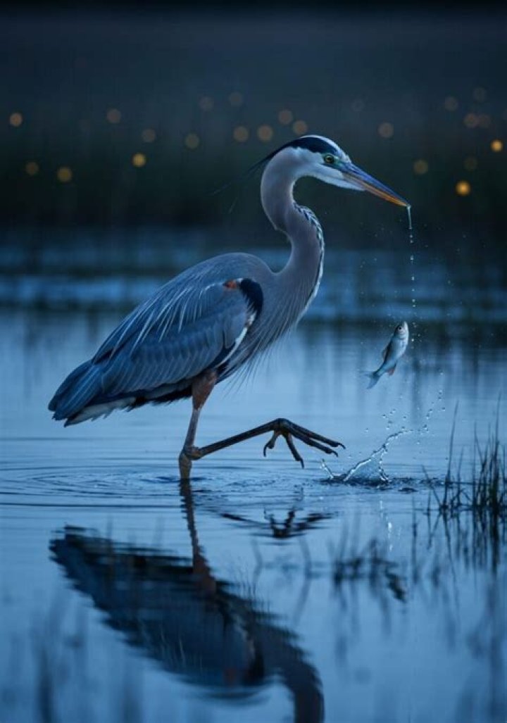 Do herons fish at night?