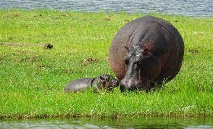 Do hippos eat their young?