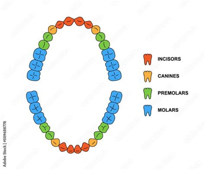 Do humans have chitinase?