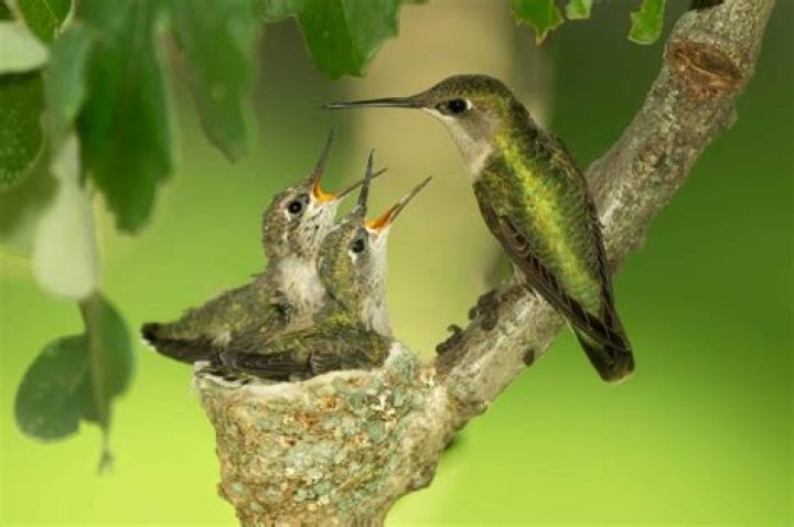 Do hummingbirds reuse their nests?