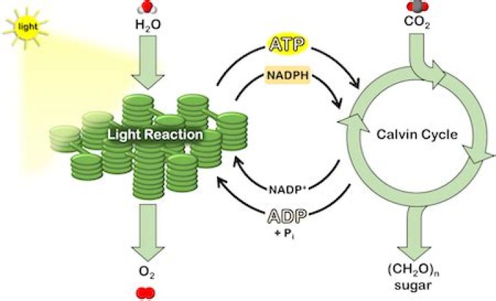 Do light reactions depend on the calvin cycle?