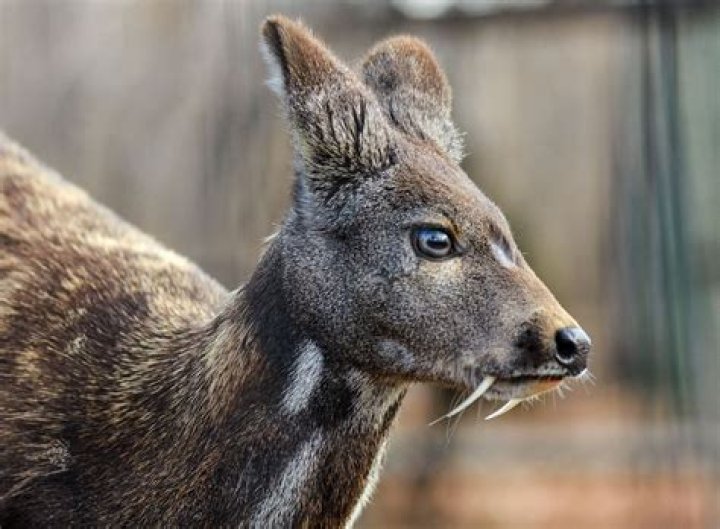 Do musk deer have antlers?