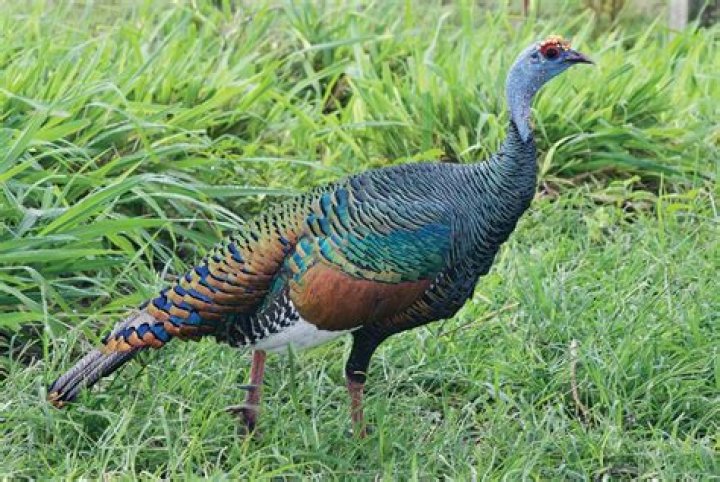 Do ocellated turkeys gobble?