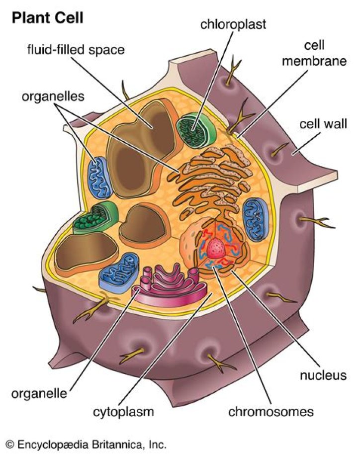 Do only plants have vacuoles?