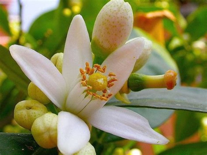 Do orange trees flower?