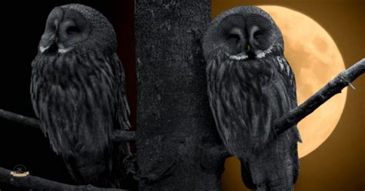 Do owls hoot at night?