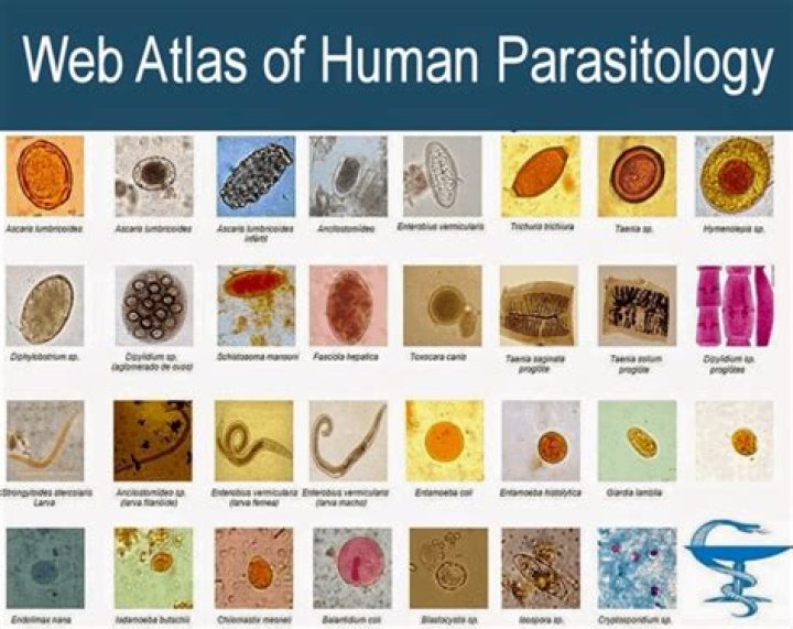 Do parasites have parasites?