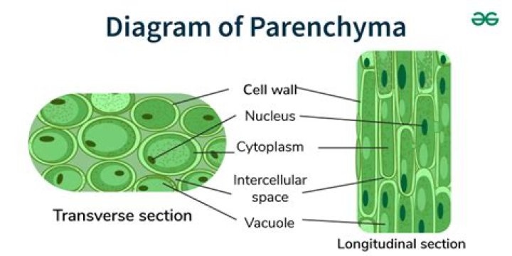 Do parenchyma cells do photosynthesis?