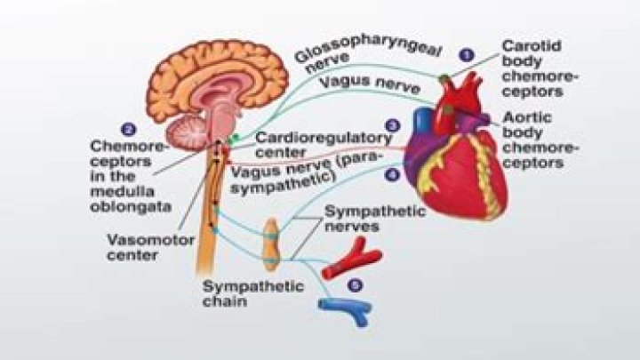 Do peripheral chemoreceptors detect co2?