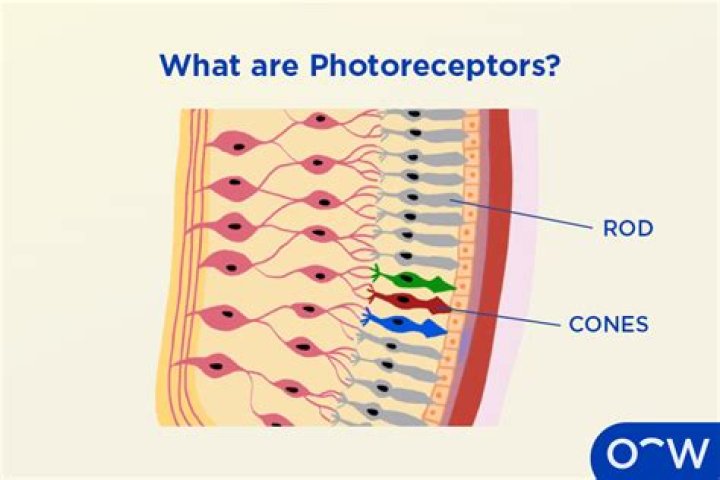 Do photoreceptors depolarize in the presence of light?