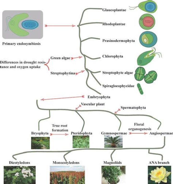 Do plants have phenotypes?