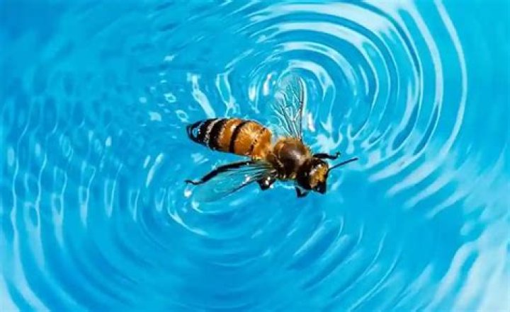 Do pools attract mosquitoes?