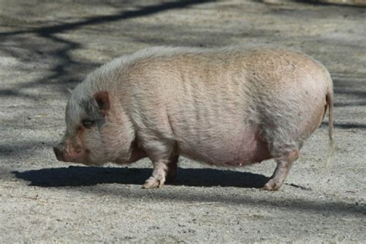 Do pot belly pigs stink?