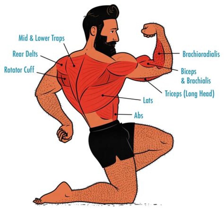 Do pull ups work trapezius?
