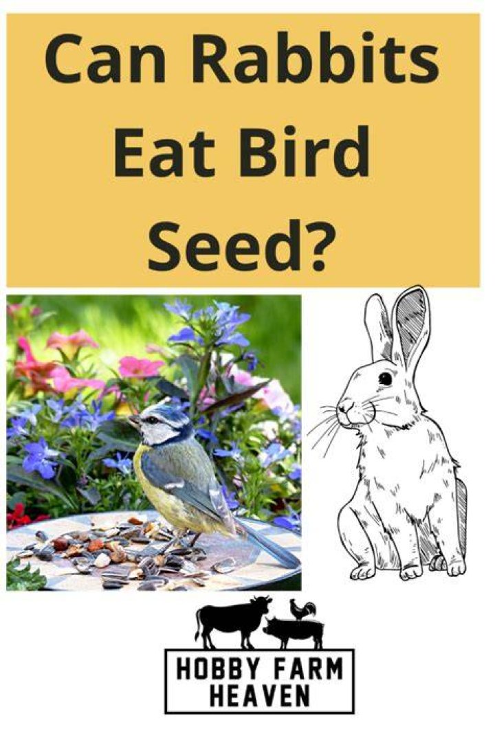 Do rabbits eat bird seed?