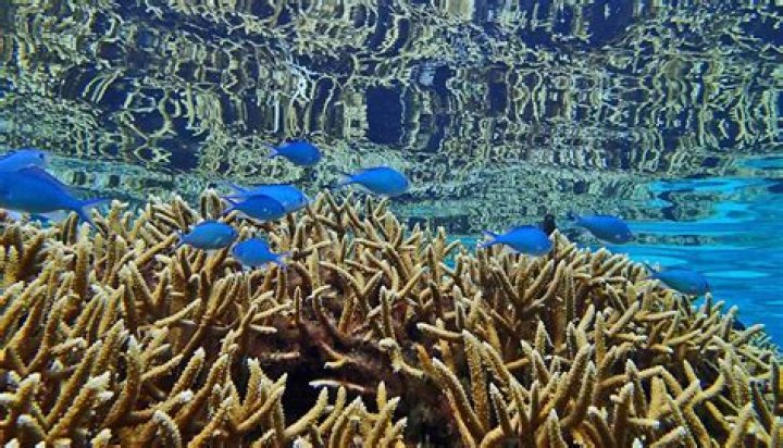 Do reefs eat algae?