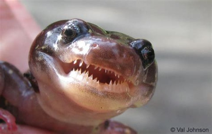 Do salamanders have teeth?