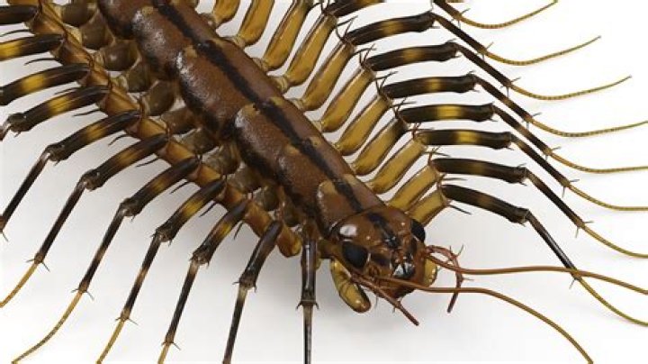 Do scutigera coleoptrata bite humans?