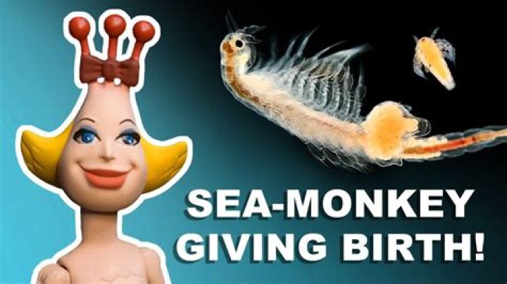 Do sea monkeys mate?