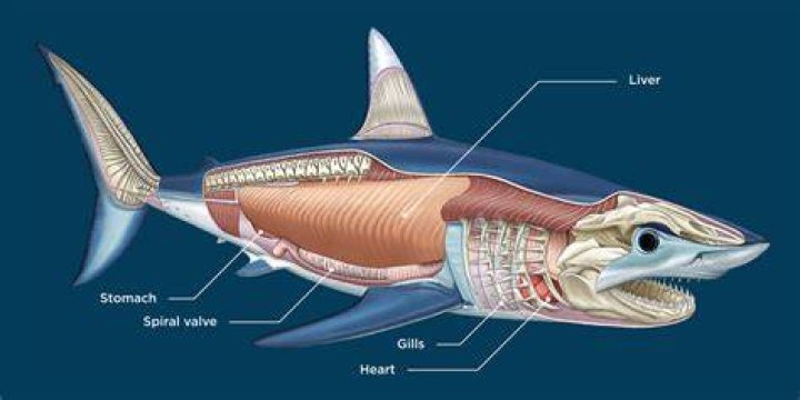Do sharks have lungs?