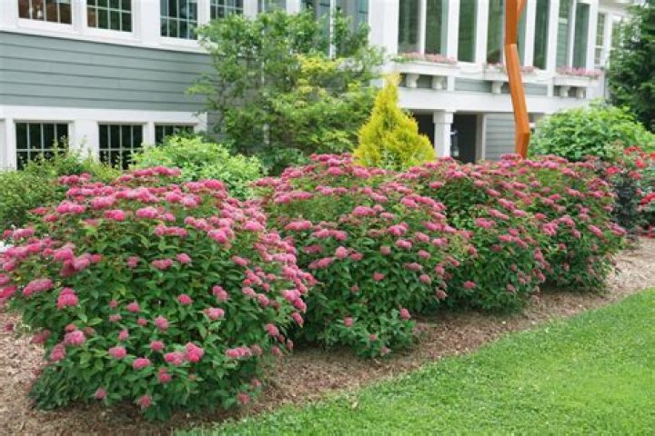 Do shrub roses need full sun?