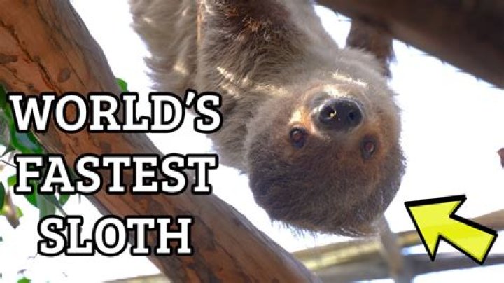 Do sloths ever move fast?