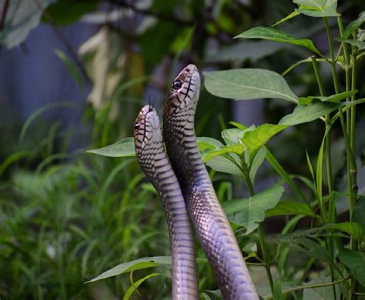 Do snakes watch telly?