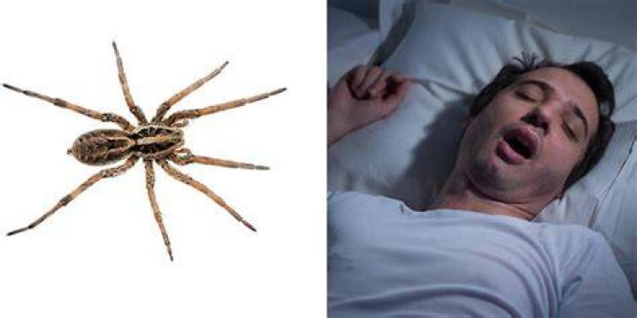 Do spiders crawl in your mouth at night?
