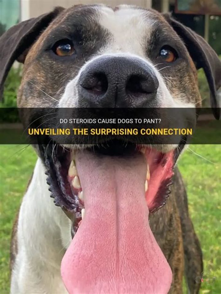 Do steroids cause restlessness in dogs?