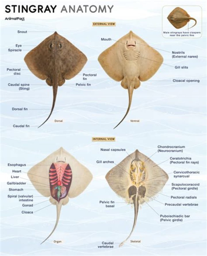 Do stingrays have dermal denticles?