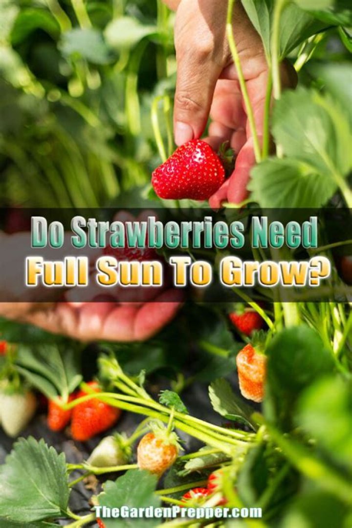 Do strawberries need full sun?