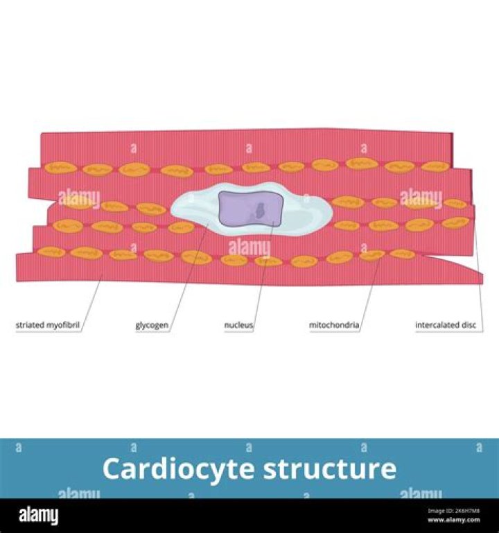 Do striated muscle cells store glycogen?