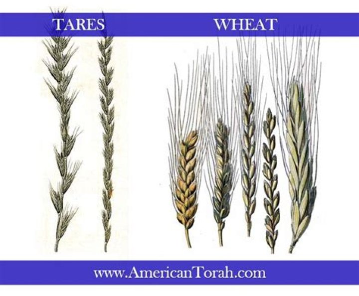 Do tares look like wheat?
