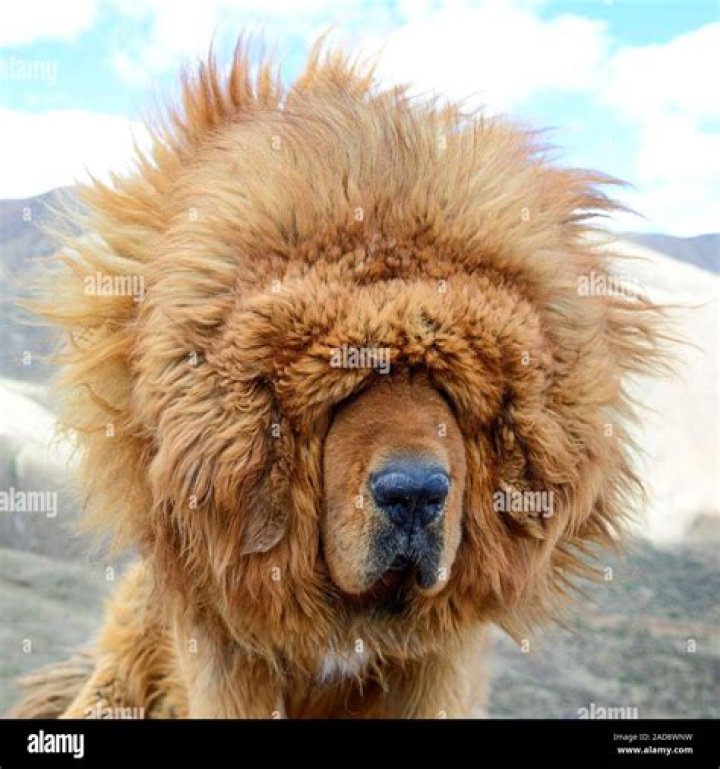 Do tibetan mastiffs have lions blood?