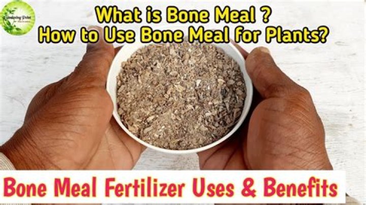 Do tomatoes like bone meal?