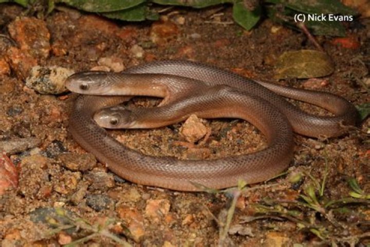 Do two headed snakes exist?