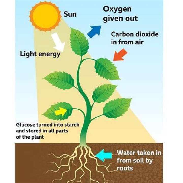Do we derive energy from plants?