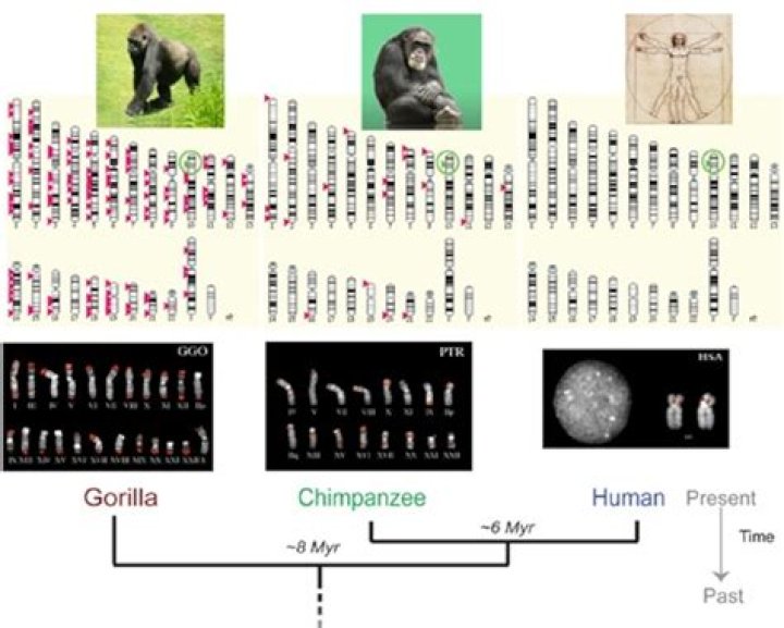 Do we share dna with a slug?