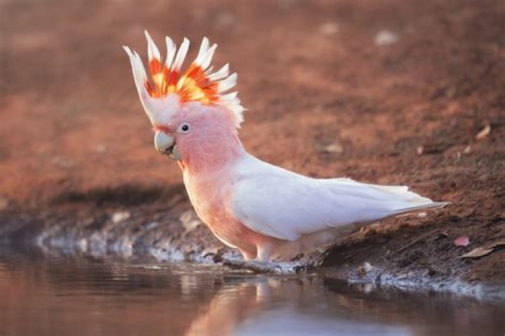 Do you need a license to have a cockatoo?