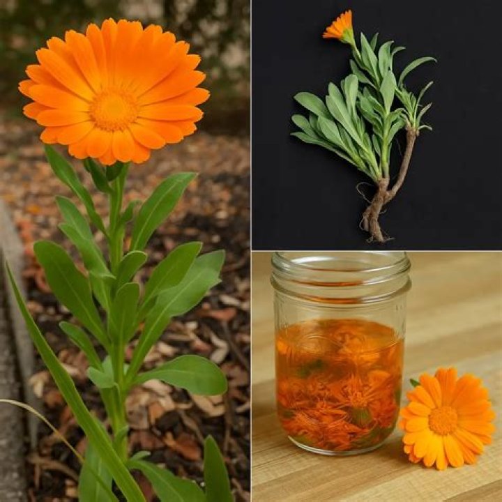 Do you pinch out calendula?