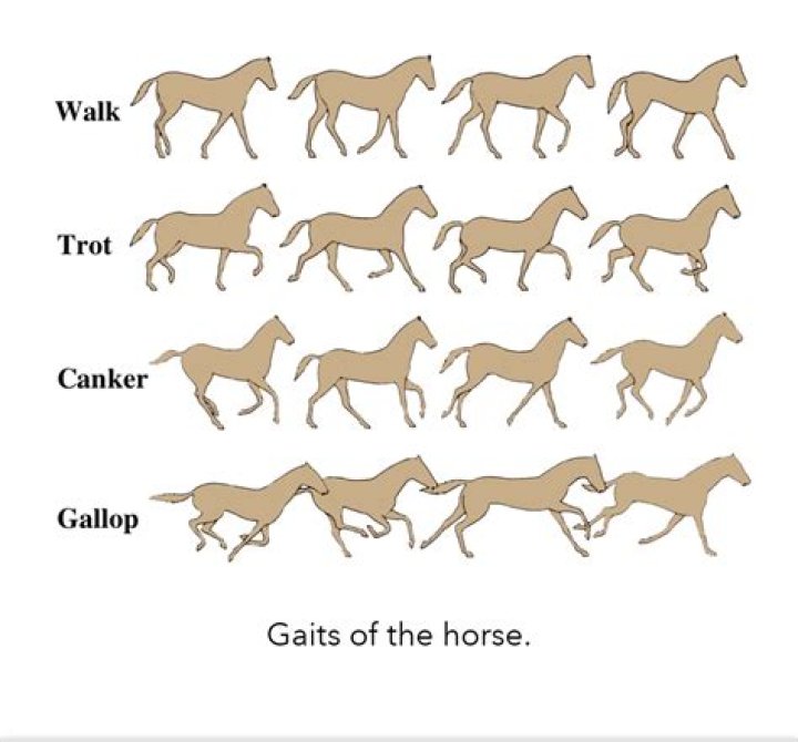 Do you post on a gaited horse?