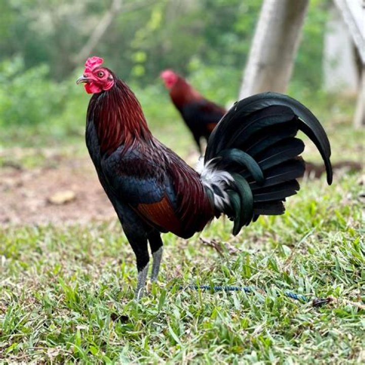 Do young pullets crow?