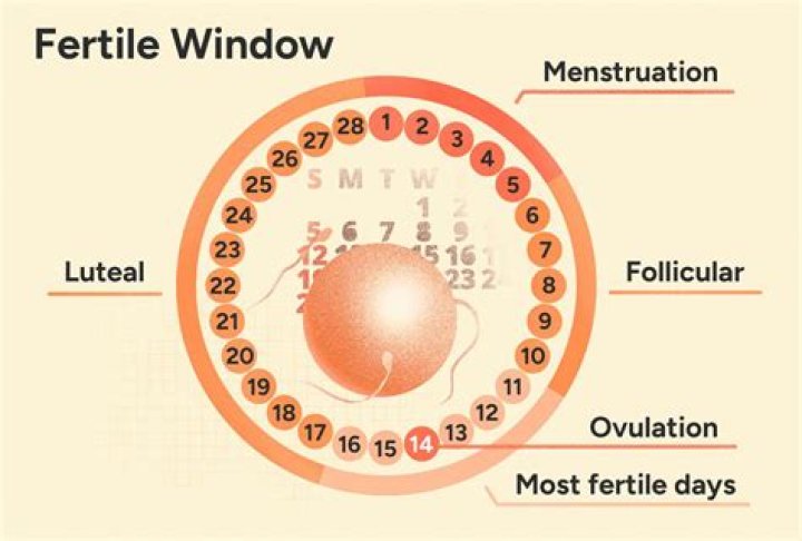 Does a pregnant woman ovulate?