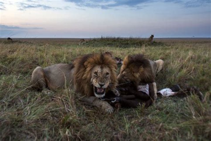 Does adah get eaten by a lion?